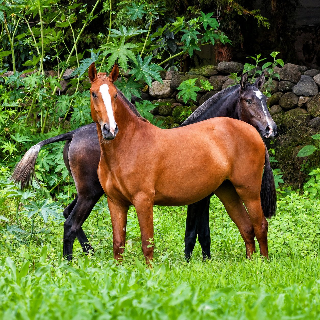 Turca y Uva